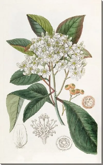 Картина Странваезия серолистная (1815-1819)