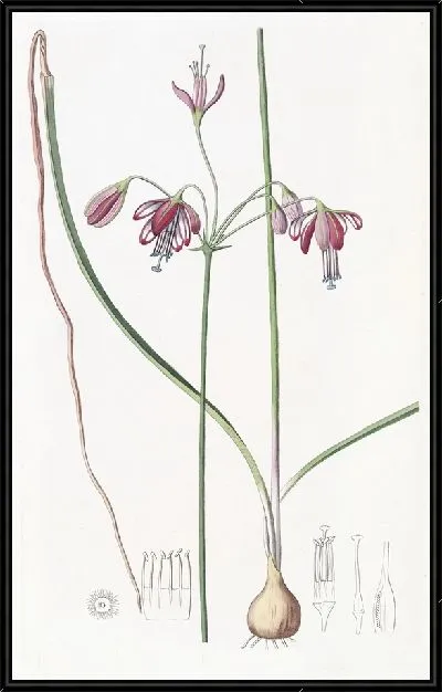 Картина Фариум полиый (1815-1819)