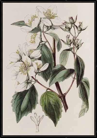 Картина Филадельф Гордона (1815-1819)