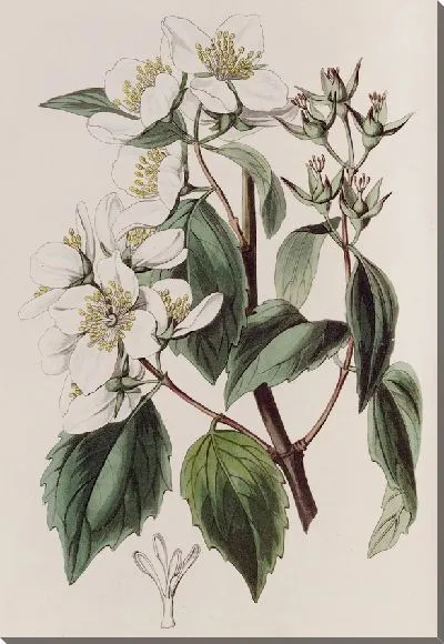Картина Филадельф Гордона (1815-1819)