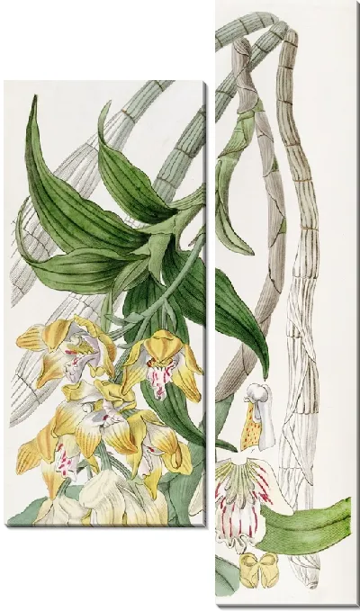 Картина Хизис золотоцветовый (1815-1819)
