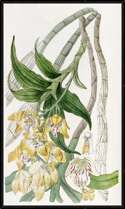 Картина Хизис золотоцветовый (1815-1819)