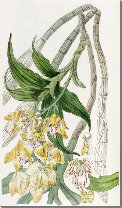 Картина Хизис золотоцветовый (1815-1819)