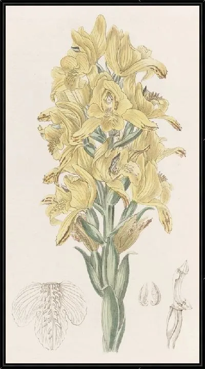 Картина Хлорея с зеленоватыми прожилками (1815-1819)