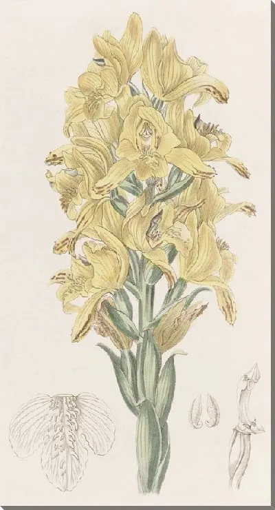 Картина Хлорея с зеленоватыми прожилками (1815-1819)