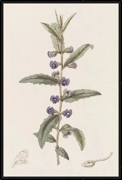 Картина Ховеа остролистная (1815-1819)