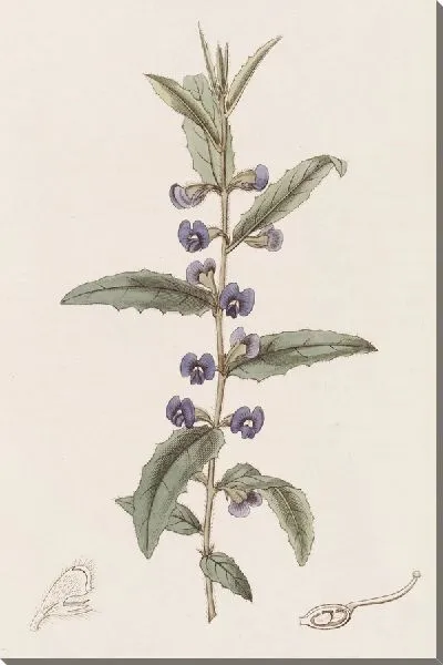 Картина Ховеа остролистная (1815-1819)