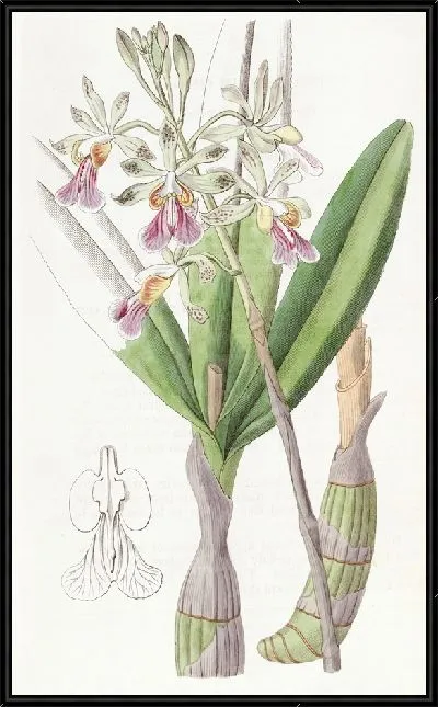 Картина Эпидендрум заячьи губы (1815-1819)