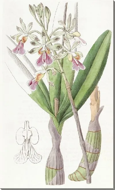 Картина Эпидендрум заячьи губы (1815-1819)