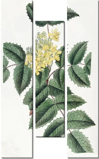 Картина Ягода остролистная (1815-1819)