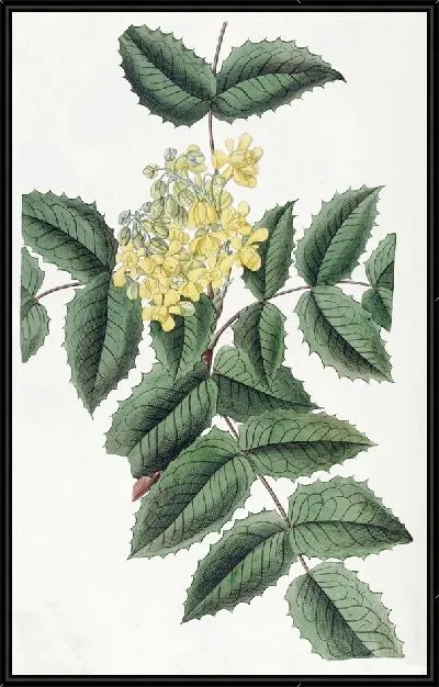 Картина Ягода остролистная (1815-1819)