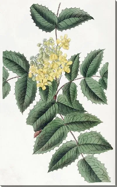 Картина Ягода остролистная (1815-1819)