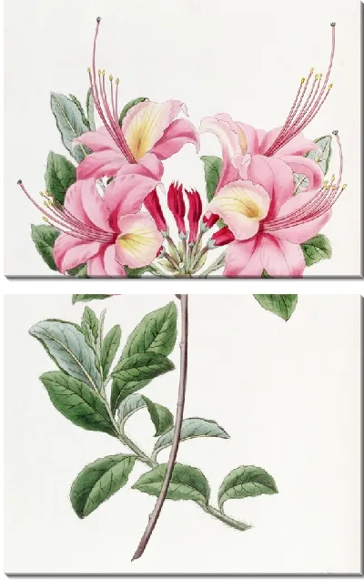 Картина Высокая азалия леди Харриот Стэплтон (1815–1819)