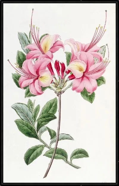 Картина Высокая азалия леди Харриот Стэплтон (1815–1819)