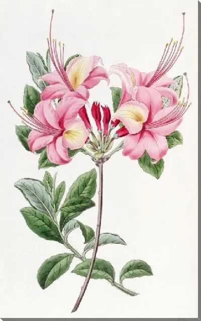 Картина Высокая азалия леди Харриот Стэплтон (1815–1819)