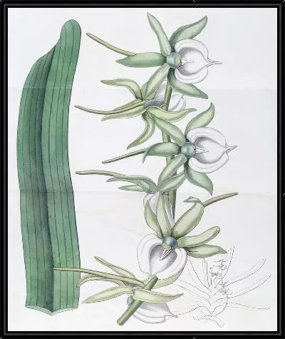 Картина Ангрекум из слоновой кости (1815-1819)