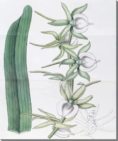 Картина Ангрекум из слоновой кости (1815-1819)