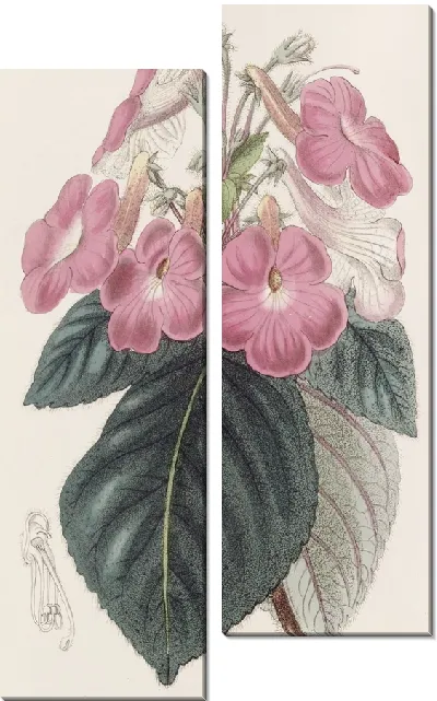 Картина Ахименес крупноцветковый (1815-1819)