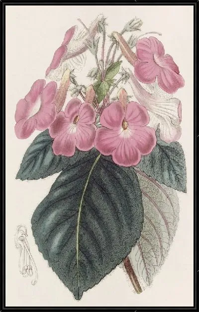 Картина Ахименес крупноцветковый (1815-1819)