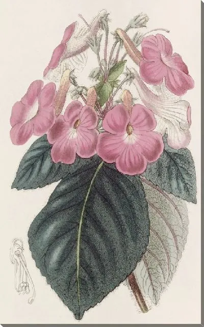 Картина Ахименес крупноцветковый (1815-1819)