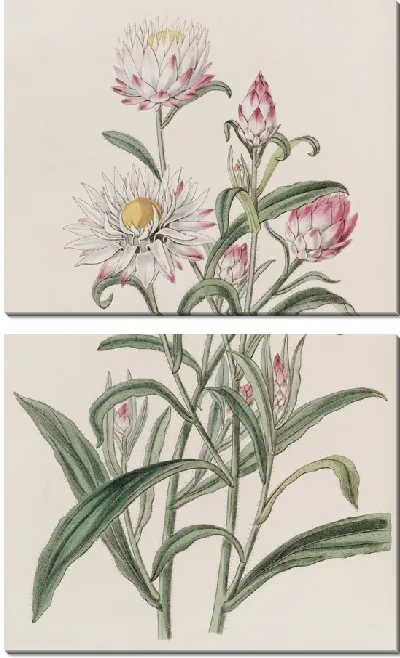 Картина Бессмертник крупноцветковый (1815-1819)