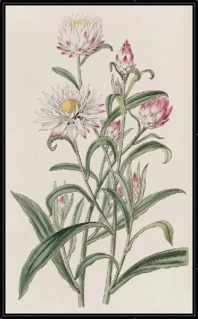 Картина Бессмертник крупноцветковый (1815-1819)