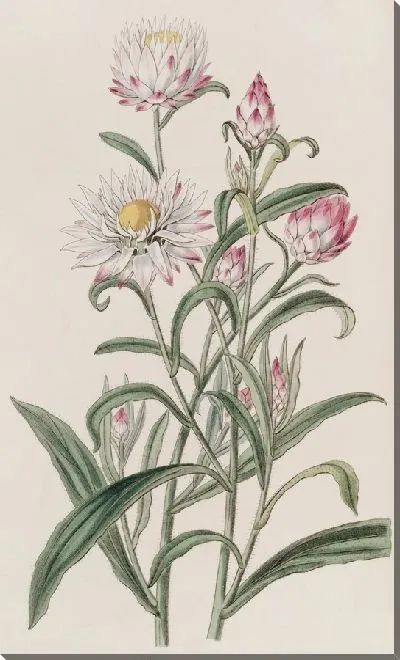 Картина Бессмертник крупноцветковый (1815-1819)