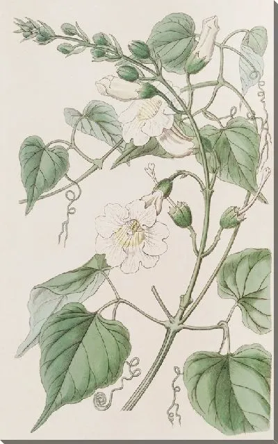 Картина Бигнония леди Кэролайн (1815–1819)