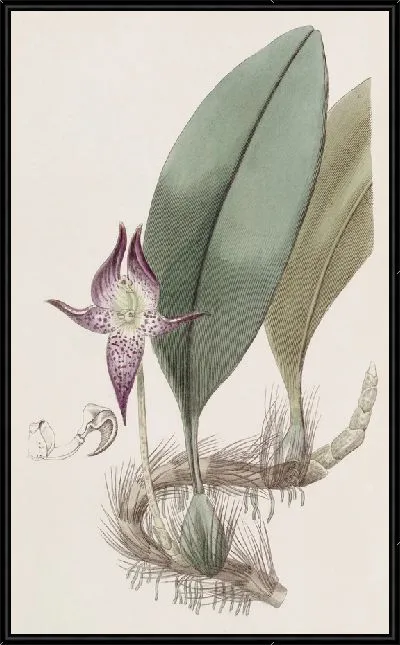 Картина Больбофиллум крупноцветковый (1815-1819)