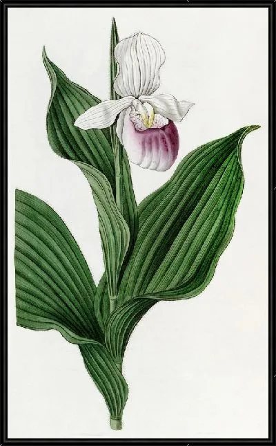 Картина Большая белая дамская туфелька (1815-1819 гг.)