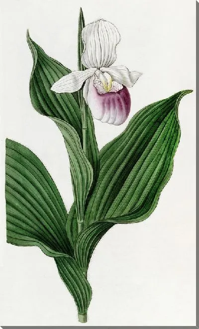 Картина Большая белая дамская туфелька (1815-1819 гг.)