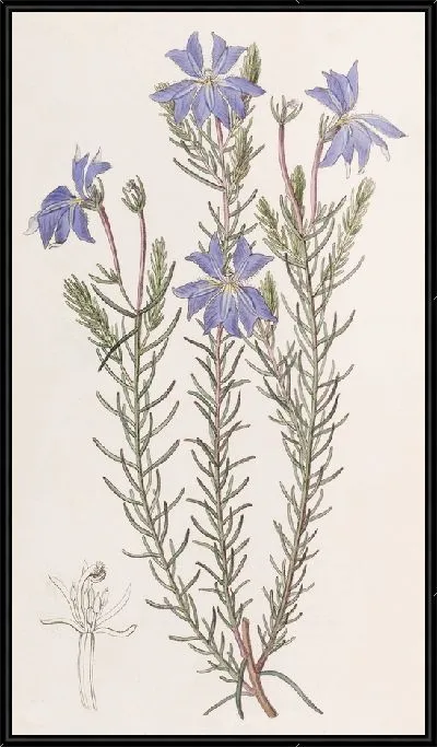 Картина Большая голубая Лешенотия (1815-1819)