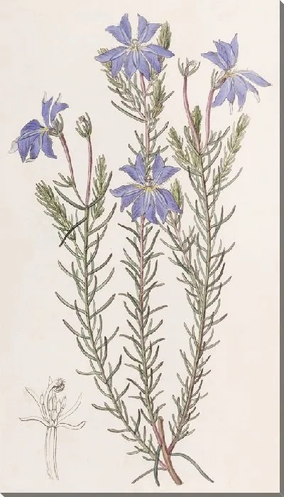 Картина Большая голубая Лешенотия (1815-1819)