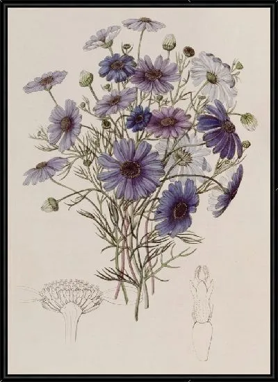 Картина Большая Лебединая Маргаритка (1815-1819)