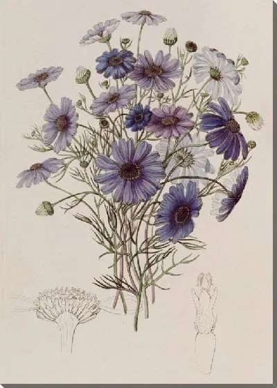 Картина Большая Лебединая Маргаритка (1815-1819)