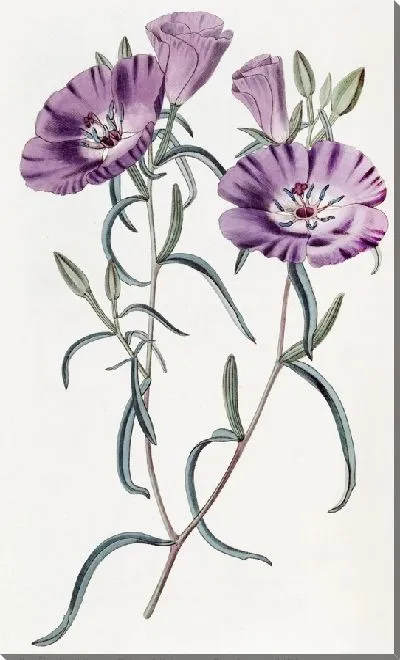 Картина Большая пурпурная чилийская вечерняя примула (1815-1819)