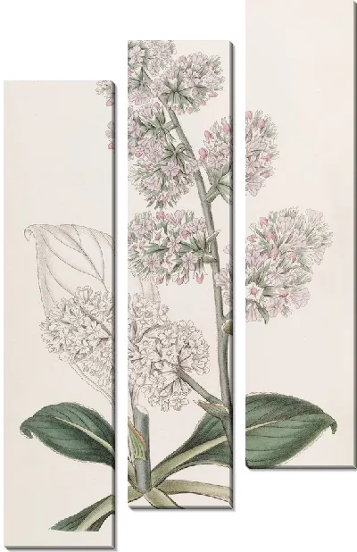 Картина Большая розовая морская лаванда (1815-1819)