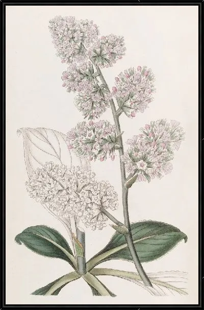 Картина Большая розовая морская лаванда (1815-1819)