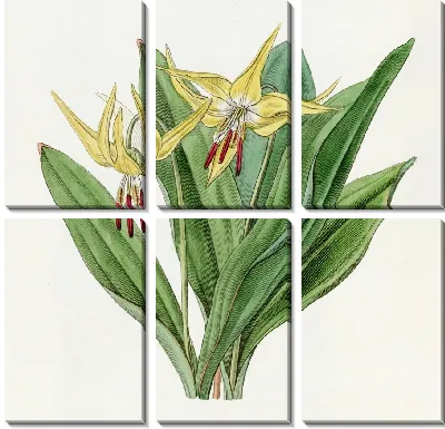 Картина Большой американский собачий зуб Фиолетовый (1815-1819)