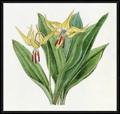 Картина Большой американский собачий зуб Фиолетовый (1815-1819)