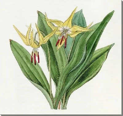 Картина Большой американский собачий зуб Фиолетовый (1815-1819)