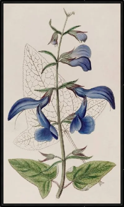 Картина Большой синий мексиканский шалфей (1815-1819)