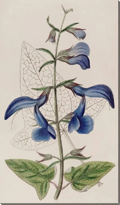 Картина Большой синий мексиканский шалфей (1815-1819)