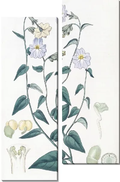Картина Броваллия крупноцветковая (1815-1819)