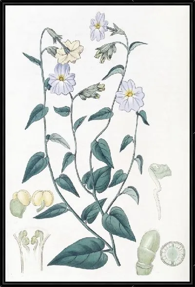 Картина Броваллия крупноцветковая (1815-1819)