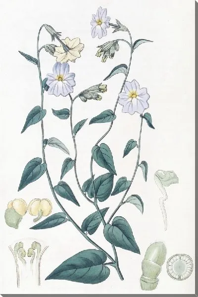 Картина Броваллия крупноцветковая (1815-1819)