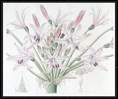 Картина Брунсвигия крупноцветковая (1815-1819)