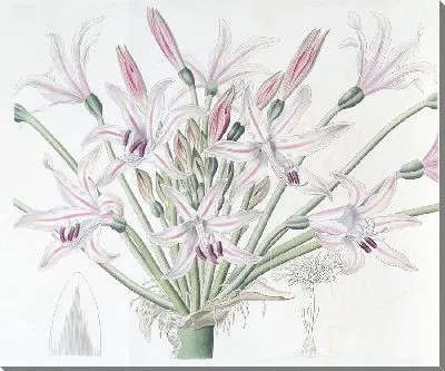 Картина Брунсвигия крупноцветковая (1815-1819)