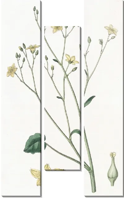 Картина Вилларсия почечнолистная (1815-1819)