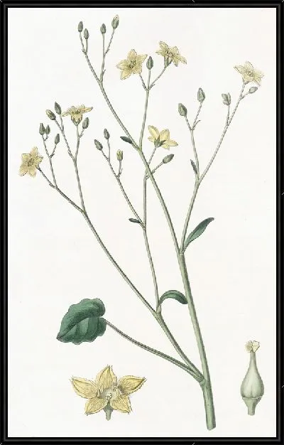 Картина Вилларсия почечнолистная (1815-1819)